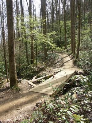 Bridge and Spring Green on the Moore Cove Falls trail