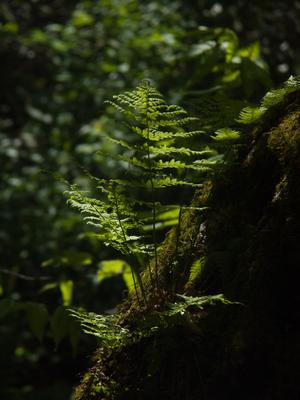 Fern growing on a stump beside the Appalachian Trail below Big Firescald Knob.