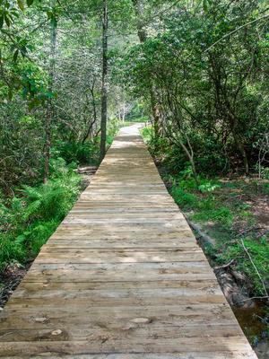 Boardwalk thru Mountain Laurel