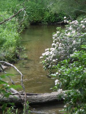 Flowering Laurel on the South Mills River