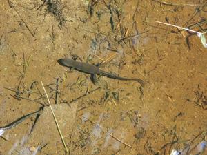 Salamander in the Marsh