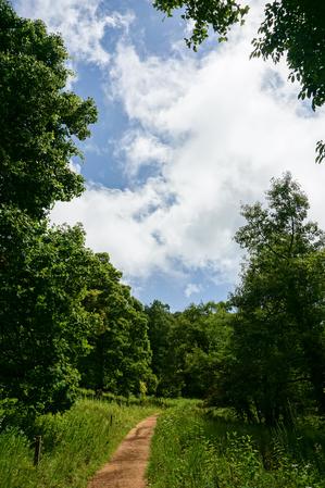 Meadow on the Crabtree Falls Trail