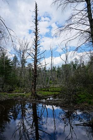 Dead Tree at Pink Beds