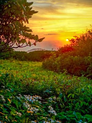 Sunset and Flowers in Craggy Gardens Sunset and Flowers in Craggy Gardens