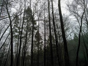 Hemlocks on Toms Creek