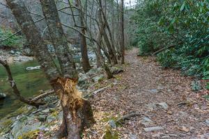Busy Beavers on the Laurel River Trail Busy Beavers on the Laurel River Trail