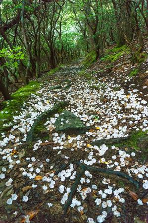 Mountain Laurel blossoms cover the Mountains to Sea Trail just past Rattlesnake Lodge, on the Water Loop extension