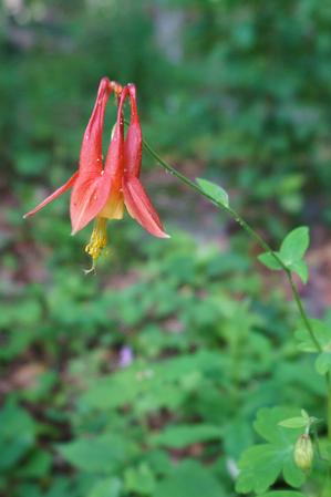 Eastern Columbine Eastern Columbine