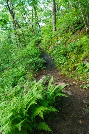 Bearwallow Mountain Trail on Ledge Bearwallow Mountain Trail on Ledge