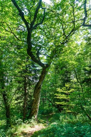 Arching Tree on the Big Butt Trail