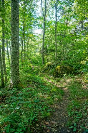 Lush Green Forest on the Big Butt Trail