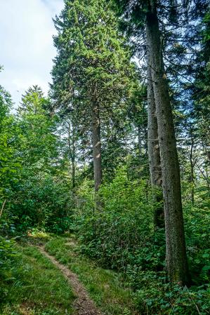 Big Spruces on the Big Butt Trail
