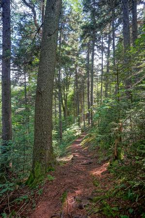 Spruces at the Start of the Big Butt Trail