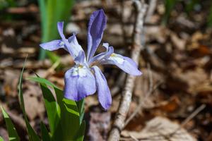 Dwarf Crested Iris beside the Daniel Ridge Loop Trail Dwarf Crested Iris beside the Daniel Ridge Loop Trail