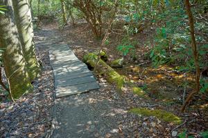 Mossy Bridge Timbers on the Daniel Ridge Loop Trail Mossy Bridge Timbers on the Daniel Ridge Loop Trail