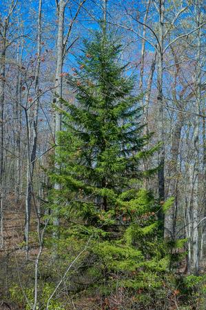 Red Spruce on the Daniel Ridge Loop Trail Red Spruce on the Daniel Ridge Loop Trail