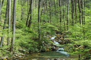 Right Fork Valley in Spring Right Fork Valley in Spring