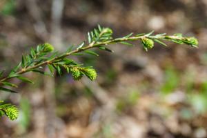 Surviving Young Hemlock on Daniel Ridge Loop Surviving Young Hemlock on Daniel Ridge Loop