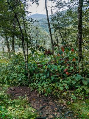 Douglas Falls Trail Switchbacks