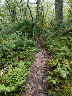 Upper Section of the Douglas Falls Trail