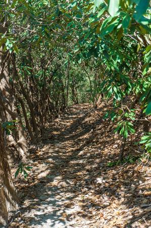 Rhododendron Tunnel on the Cat Gap Bypass Trail Rhododendron Tunnel on the Cat Gap Bypass Trail