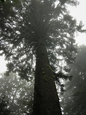 My Favorite Spruce