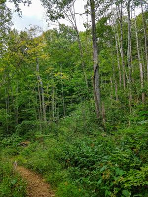 Dying Section of Forest Dying Section of Forest