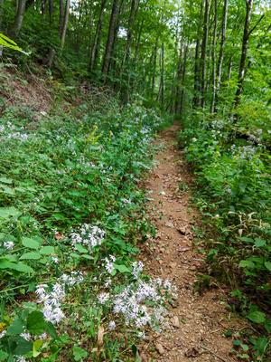 Wildflowers Beside the Bear Pen Trail Wildflowers Beside the Bear Pen Trail