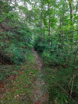 Hemmed In by Hemlocks Hemmed In by Hemlocks