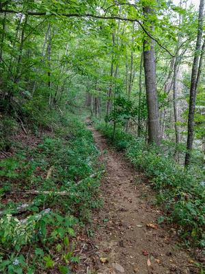 Straight Stretch of the Bear Pen Trail Straight Stretch of the Bear Pen Trail