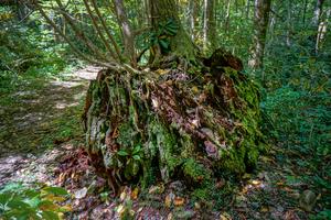 Enormous Ancient Stump Enormous Ancient Stump