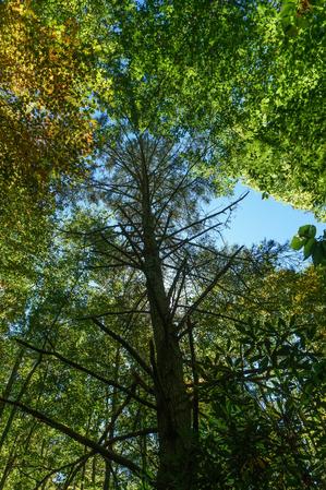 Still-Alive Hemlock Still-Alive Hemlock