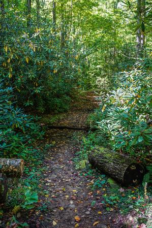 Nicely Maintained Trail Nicely Maintained Trail