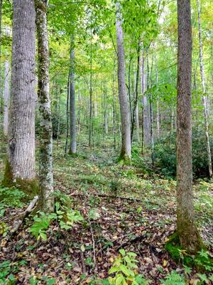 Open Cove Forest on the Elk Pen Trail Open Cove Forest on the Elk Pen Trail