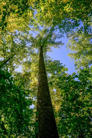 Tall Tree and Blue Sky Tall Tree and Blue Sky