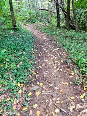 Elk Pen Trail Through Periwinkle Elk Pen Trail Through Periwinkle