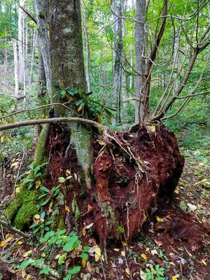 Tree on Old Stump Tree on Old Stump