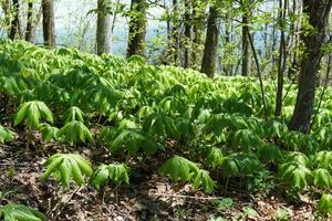 Mayapple on the Table Rock Trail Mayapple on the Table Rock Trail
