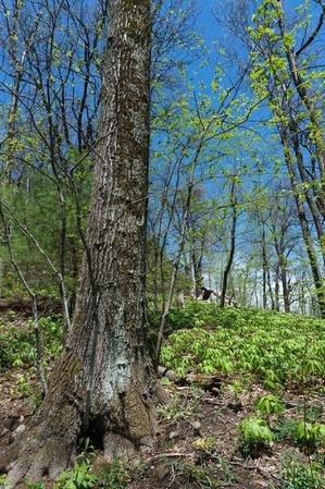 Mayapple on the Table Rock Trail Mayapple on the Table Rock Trail