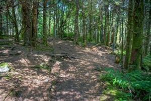 Big Tom/Deep Gap/Black Mountain Crest Trail Junction Big Tom/Deep Gap/Black Mountain Crest Trail Junction